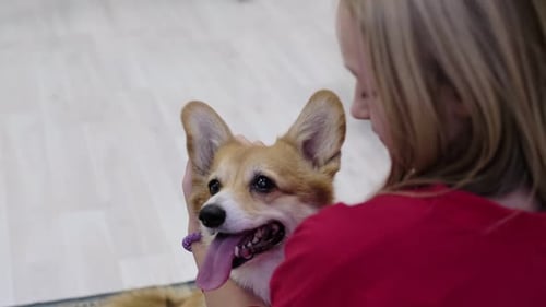 Girl Petted Cute Corgi Dog Indoors