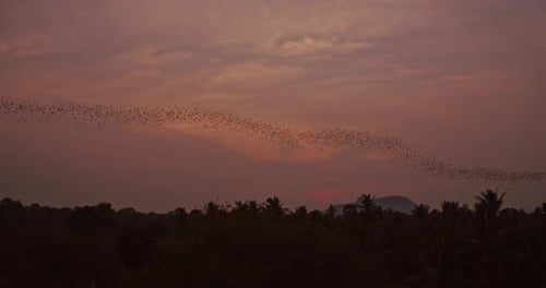 Massive Fledermauskolonie, die bei Sonnenuntergang in 4K im Einklang durch den kambodschanischen Dschungel fliegt