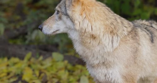 Close Up of Wolf in Natural Habitat