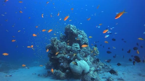 Underwater Sea Coral Reef