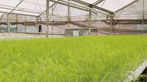 Green Crops Growing inside Bright Greenhouse