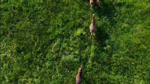Chevaux sauvages qui courent des Mustangs sauvages sur la belle herbe verte