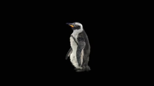 Realistic 3D Penguin Walking Animation Loop