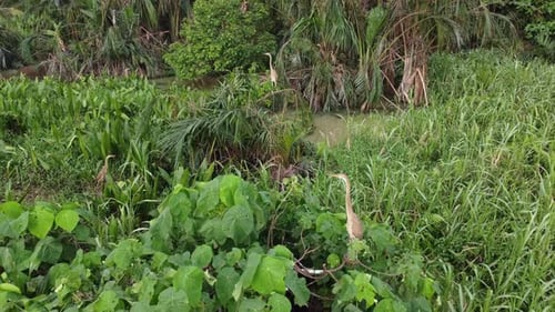 Herons in Tropical Wetland Habitat