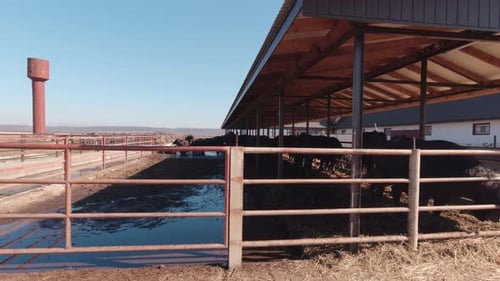 Cows Feeding in a Rural Farm Enclosure