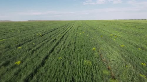 Beautiful green fields on horizon background