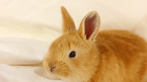 Orange Rabbit Close Up on White Background