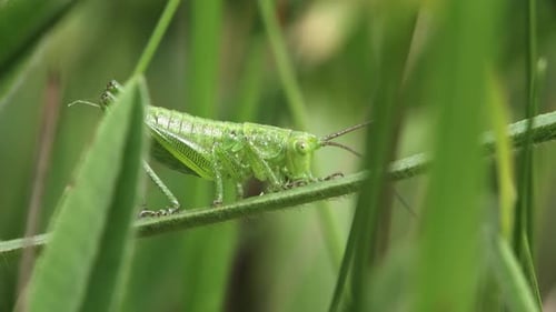 Green Grasshopper On Blade Of Grass