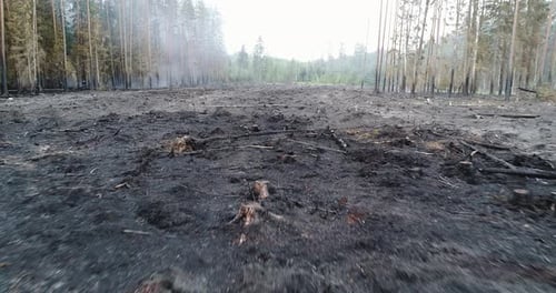 Forest in fire, burning trees, bushs, burning dry grass in the peatbog. Heavy smoke against sky.