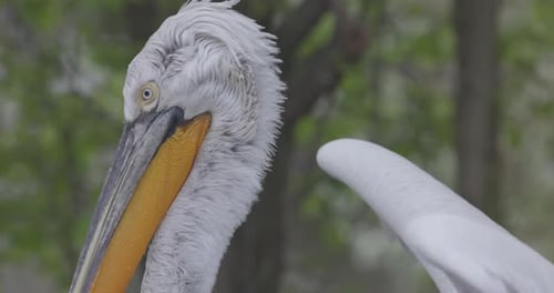 Curly Pelican Pelecanus Crispus is a Bird of the Pelican Family