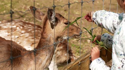Deer on the farm. Children feed fresh grass to beautiful deer at the farm.