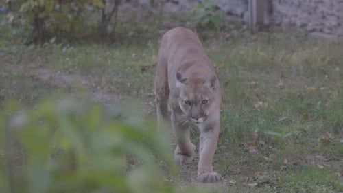 Beautiful Puma in Autumn Forest