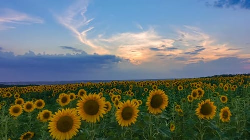 Timelapse du champ de tournesols sur fond de coucher de soleil