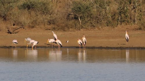 Foraging Yellow Billed Storks - Kruger National Park