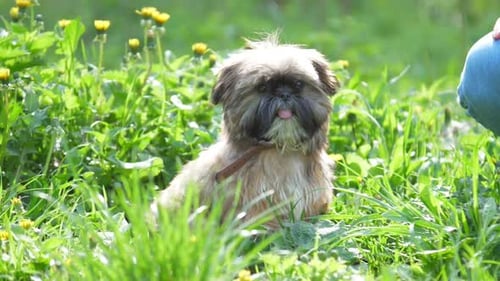 Dog Sits Peacefully in a Grassy Field