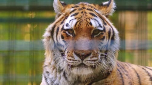 Intense Tiger Face Close Up
