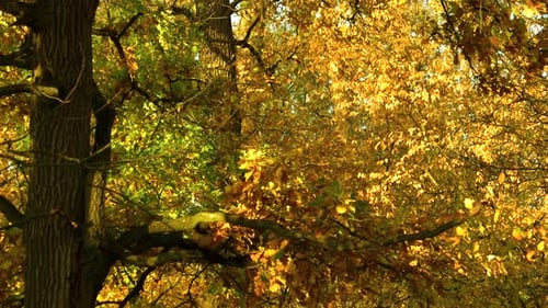 Trees in Forest with Colorful Leaves