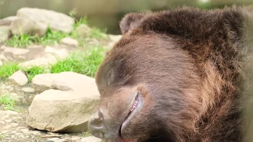 A Wild Brown Bear Sleeps on the Ground