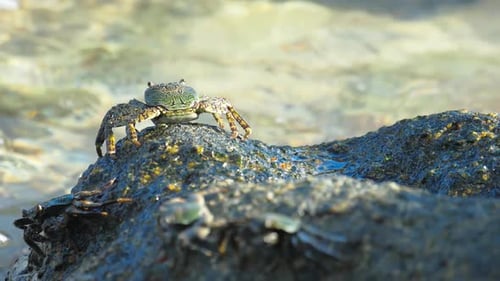 Krabbe auf dem Felsen am Strand
