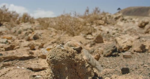 Zona de alimentación de adorables ardillas en su hábitat natural en el Parque Nacional de Corralejo