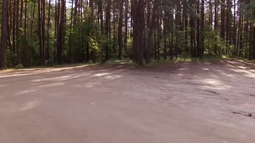 Walking on a Path Through Beautiful Green Forest Deciduous Trees
