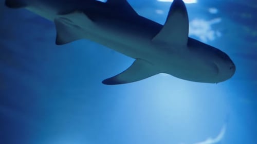 Sharks Swimming Calmly in Blue Ocean Water