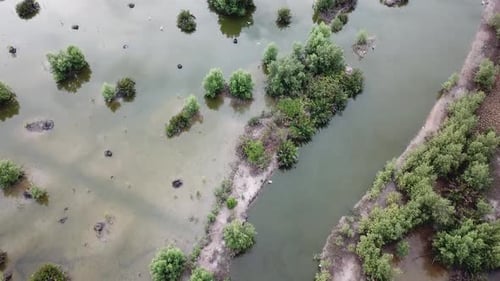 Birds fly at wetland