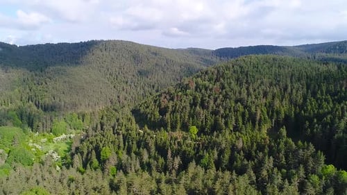Pinienwälder, Luftbild Wald.