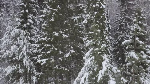 Pine Forest Under Snow in Winter. Elevating Aerial View of Coniferous Fir Trees