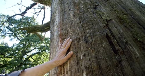 Hand Gently Touches Old Tree Trunk in Forest