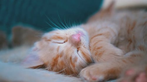 Cute Orange Tabby Kitten Sleeping Close Up
