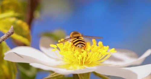 Bee Gathering Nectar From White Flower in Spring