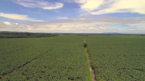 Schöner Tag in einer grünen Plantage. Drohnen-Ansicht