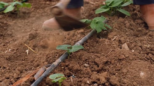 Growing Plant Agriculture