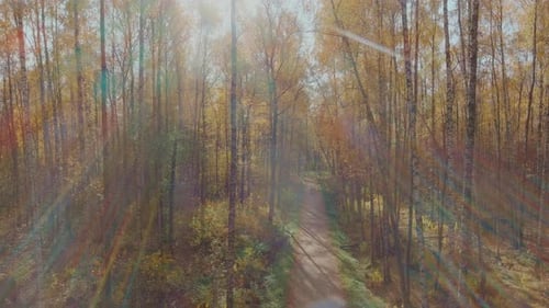 Drone vole lentement dans le parc au-dessus du chemin Automne doré dans le parc Feuilles jaunes sur le
