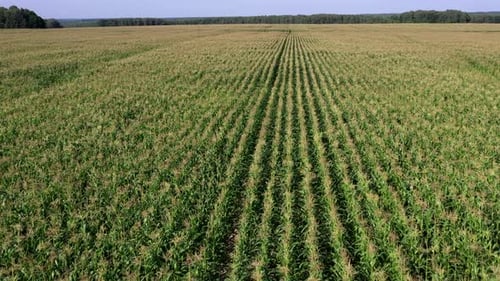 Aerial view of corn field with low altitude. Texture of agricultural plantation from above.