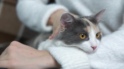 Cat on the Girl Legs