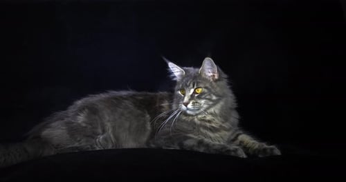 Blue Blotched Tabby Maine Coon Chat domestique, femelle couchée sur fond noir