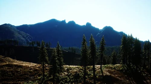 Trees on Meadow Between Hillsides with Conifer Forest
