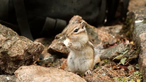 Zeitlupe eines kleinen Chipmunk isst mit einem Stück Brot.