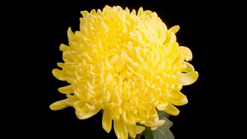 Yellow Flower Blooming in Close Up