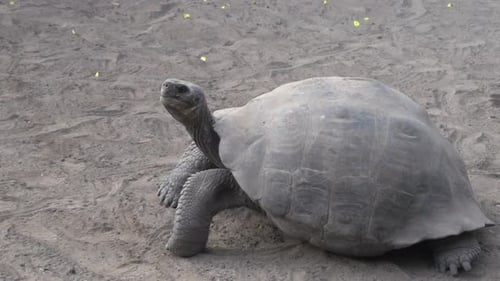 The Galápagos tortoise walking away