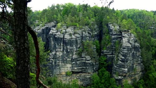 A Forest on the Edge of a Steep Cliff, Trees in the Foreground
