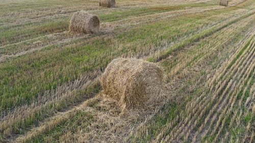 Sunset Field