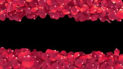 Romantic Red Rose Petals Reveal Background Transition