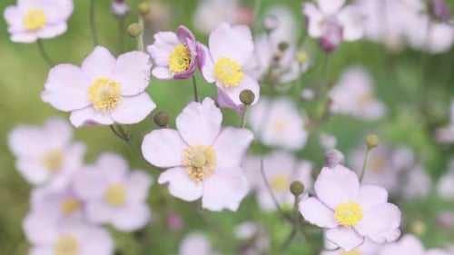 Little Pink White Wild Flowers on a Green Field