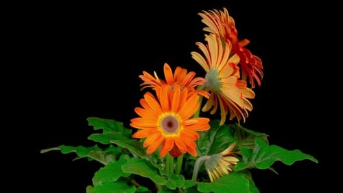 Time-Lapse Footage of Orange Flowers Blooming
