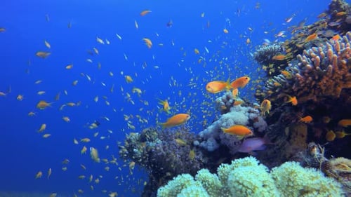 Tropical Coral Underwater Garden Life