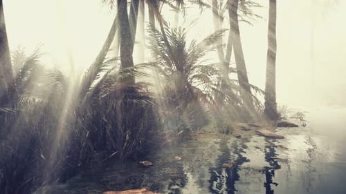 Sunlit Tropical Palm Trees Beside Water