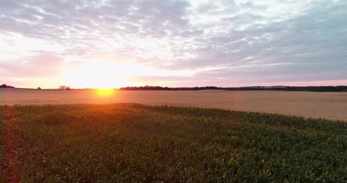 Aerial View of Wheat Field at Dusk Agriculture